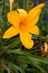 Yellow lily flower in full bloom