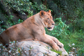 Lion lazily laying on a rock on a summer day in an enclosure at the John Ball Zoo in Grand Rapids Michigan