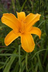 Yellow lily flower in full bloom