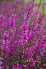 Purple plant flowers blooming in a meadow