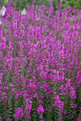 Purple plant flowers blooming in a meadow