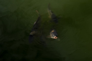 Fish mouth on the surface of the water catching air.