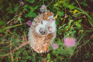 a hedgehog lying in grass smelling a clover