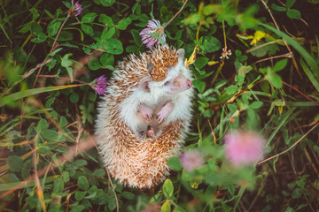 a hedgehog lying in clover on the back smelling a grass