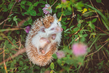 a hedgehog looking out from a ball in summer clover close up