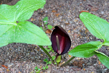 unusual plant in a botanical garden