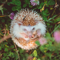 a hedgehog curled up in a ball in summer grass