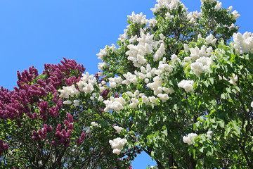 bright flowering lilac against the blue sky