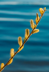 Beautiful willow catkins in front of water waves at Mettenufer, Danube, Bavaria, Germany