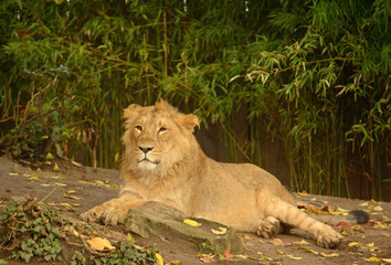 Young lion lies on the background of trees