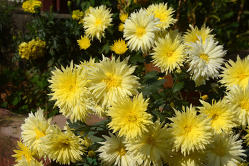 Dendilion flower blooming in a garden