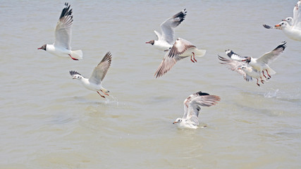 silver gull stock photo and sea image