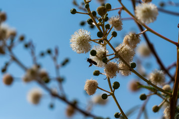 Abeja en árbol de huaje