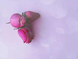 three red rosebuds on a pink background with a bokeh effect, space for text, copy space