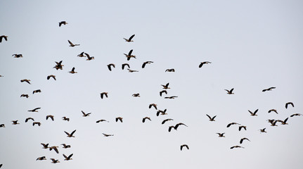 Climate change is more challenges for migratory birds