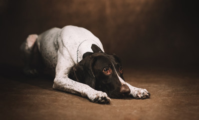 Portrait of a funny dog Pointer Kurzhaar. Brown background.