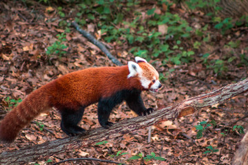Red Panda climbing up a catwalk in an enclosure at the zoo