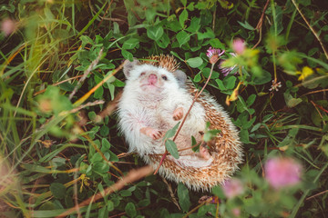 hedgehog lying in grass with a flower in paws looking at you