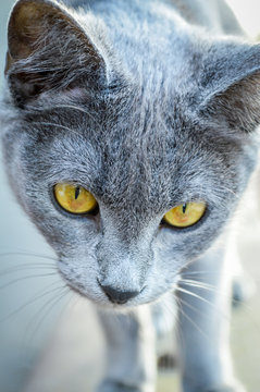 Young playful cat breed Russian blue portrait. Focus on cat eyes. Shallow depth of field.