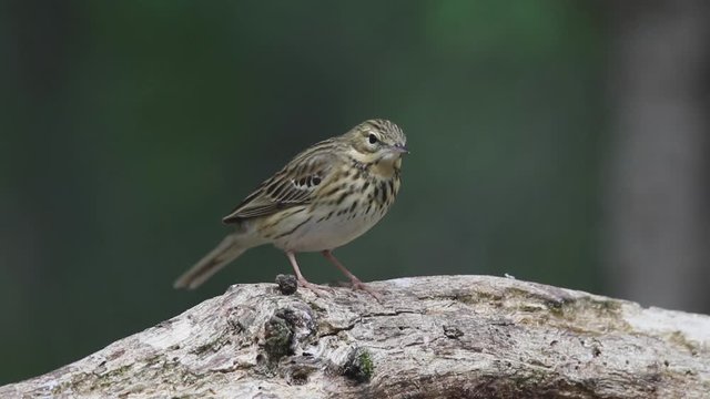 Baumpieper sitzt in einem Wald auf einen toten Ast, schaut sich um und fliegt weg