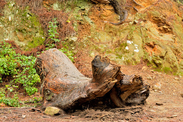 árbol caído tronco viejo y podrido en el bosque Marbella Andalucía España