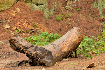 Fototapeta premium árbol muerto tronco viejo caído en el camino Marbella Andalucía España