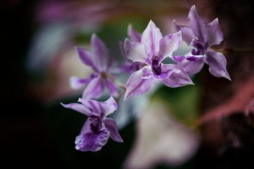 Fototapeta na wymiar orquídeas silvestres de color violeta en la penumbra de un jardín 