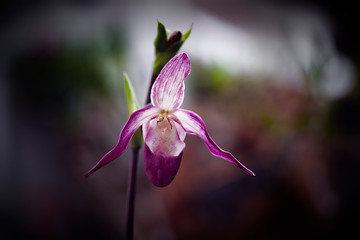 orquídeas silvestres de color purpura en la penumbra de un jardín