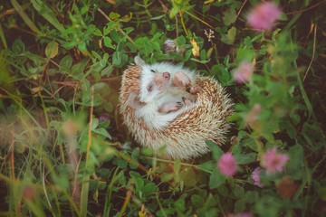 a hedgehog lying in grass on its back hiding its tummy