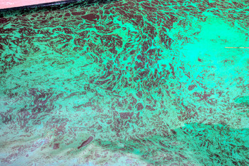 Tons of crude oil accidentally leaked during the transfer from the oil tanker caused an environmental disaster