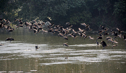 Climate change is more challenges for migratory birds