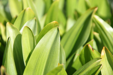 close up of a green leaf of Colchicum