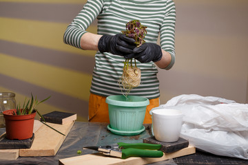 Woman holding flower seedling over a pot ready to replant. Home potted flowers, gardening, spring replanting concept.
