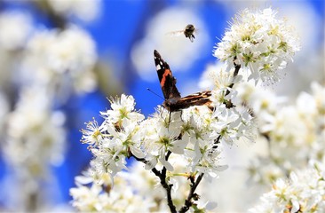 Schmetterling und Biene