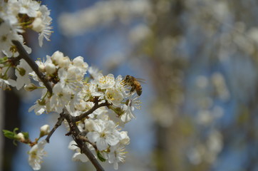 
Flowering branch with flying bees