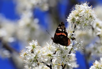Admiral auf Nahrungssuche