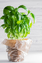 Fresh aromatic basil plant in a pot on white background. Healthy food concept. Home gardening concept.
