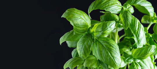 Long wide banner with fresh green basil leaves on black background with copy space for your text. Healthy food concept. Culinary blog background.