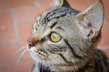 Young striped gray domestic cat portrait. Focus on cat eyes. Shallow depth of field.