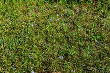 Chicory plants blooming in a meadows at summer