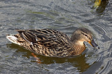 Birds on the lake in the park