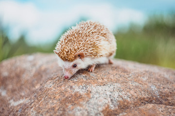 hedgehog on a stone on the blurred summer background
