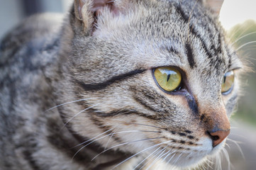 Young striped gray domestic cat portrait. Focus on cat eyes. Shallow depth of field.