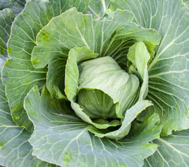 Fresh cabbage head. Close-up.