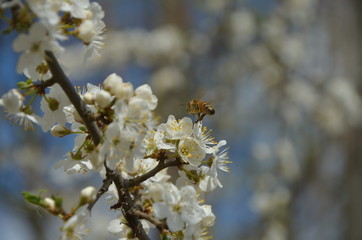 
Flowering branch with flying bees