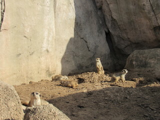 Obraz premium Animated meerkats in their environment