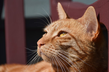 close up of ginger cat face
