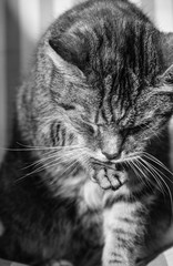 Naklejka na ściany i meble black and white photo of tabby cat washing