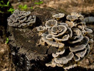 Spring tree mushrooms grown on a stump of an old felled tree. Background of natural forest plant nature.