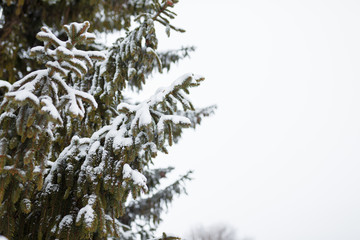 Fir tree branches covered with snow at winter day. Copy space.